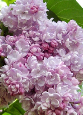 Lilak pospolity (Syringa vulgaris) 